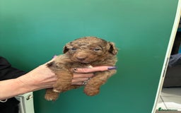 Cockapoo dogs for sale: Stunning Cockapoos looking for their new homes - Advert 12