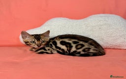 Bengal cats for sale: 🐾Purebred BENGAL Kittens🐾  - Image 12