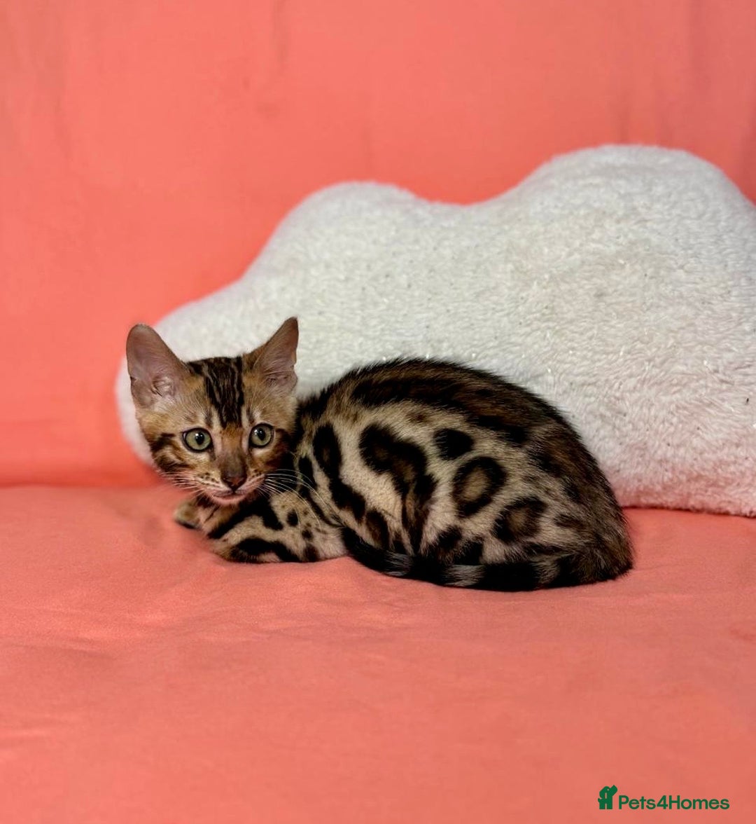 Bengal cats for sale: 🐾Purebred BENGAL Kittens🐾  - Image 12