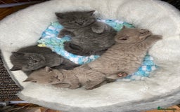 British Shorthair cats for sale: British Shorthair Kittens For Sale - Advert 9