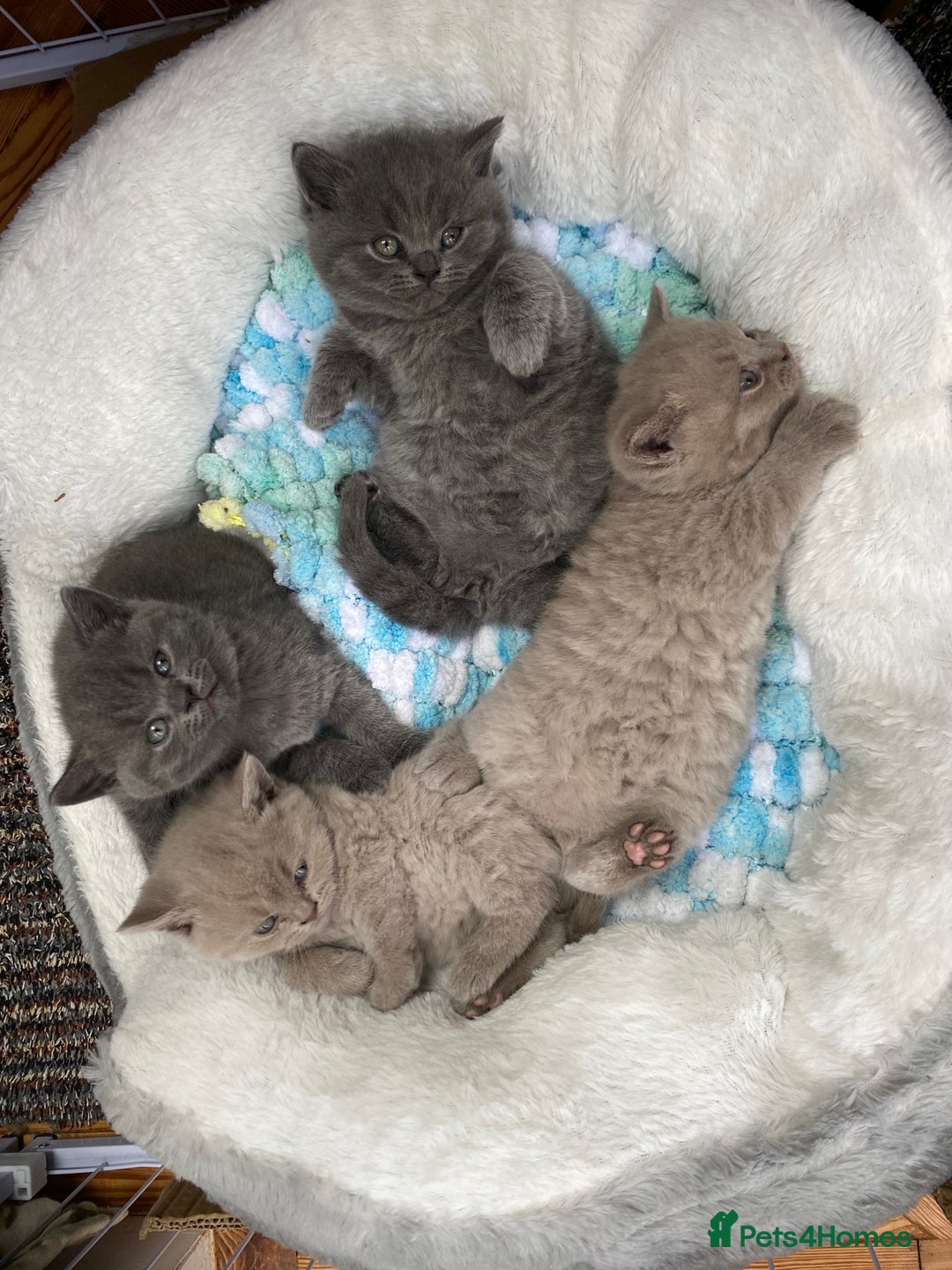 British Shorthair cats for sale: British Shorthair Kittens For Sale - Advert 9