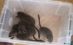 Degus rodents for sale: Baby 4 female and one male  - Image 4