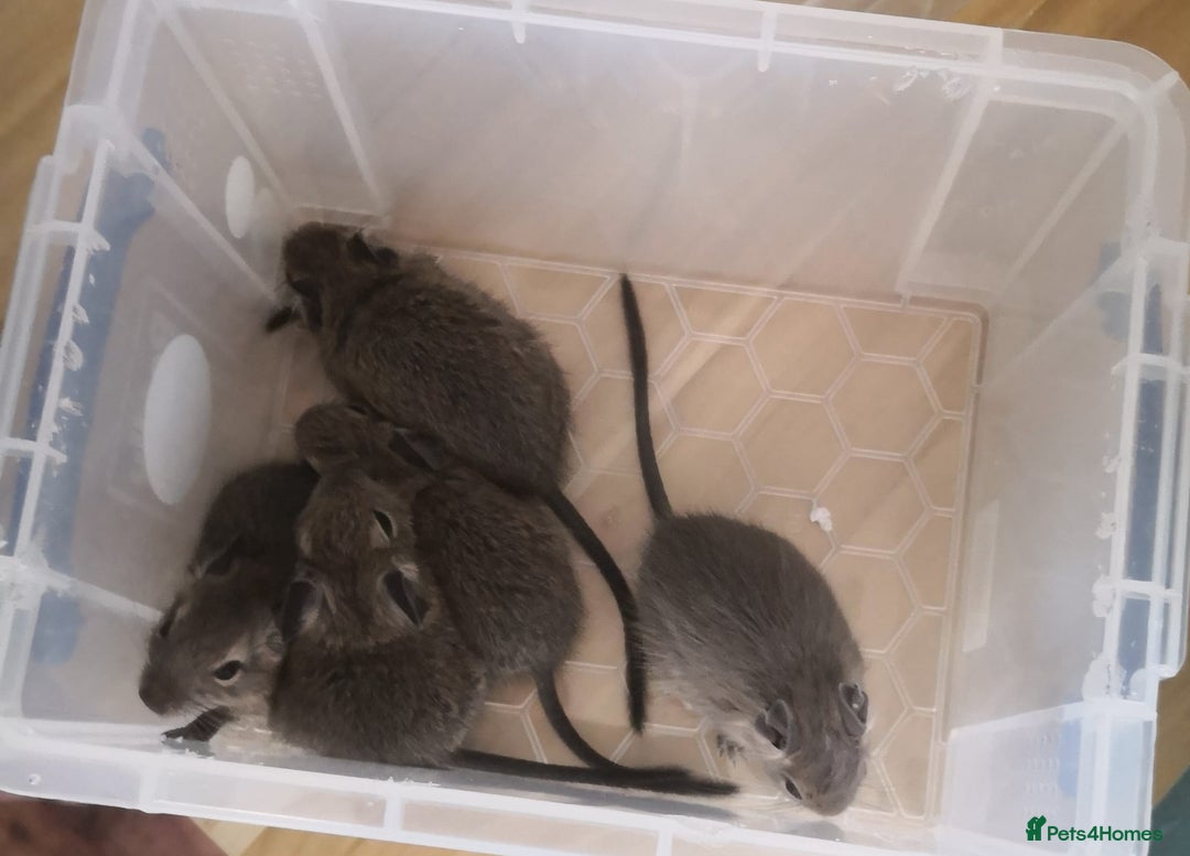 Degus rodents for sale: Baby 4 female and one male  - Image 4
