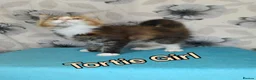 Maine Coon cats for sale: Maine Coon kittens "Pureee Love" - Advert 8
