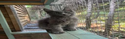 Maine Coon cats for sale: TICA registered boys Maine Coon  - Advert 4