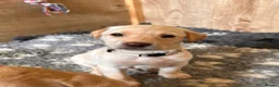 Labrador Retriever dogs for sale: Beautiful KC Reg Labrador Puppies: Ready 1st May - Advert 16