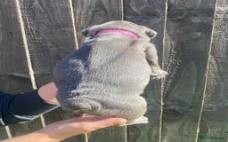 French Bulldog dogs for sale: Beautiful French bulldog puppies  - Image 6