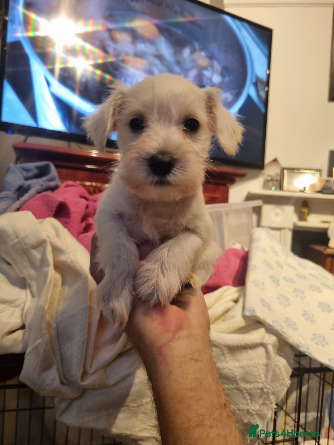Miniature Schnauzer dogs for sale: 6week old miniature schnauzers - Image 5