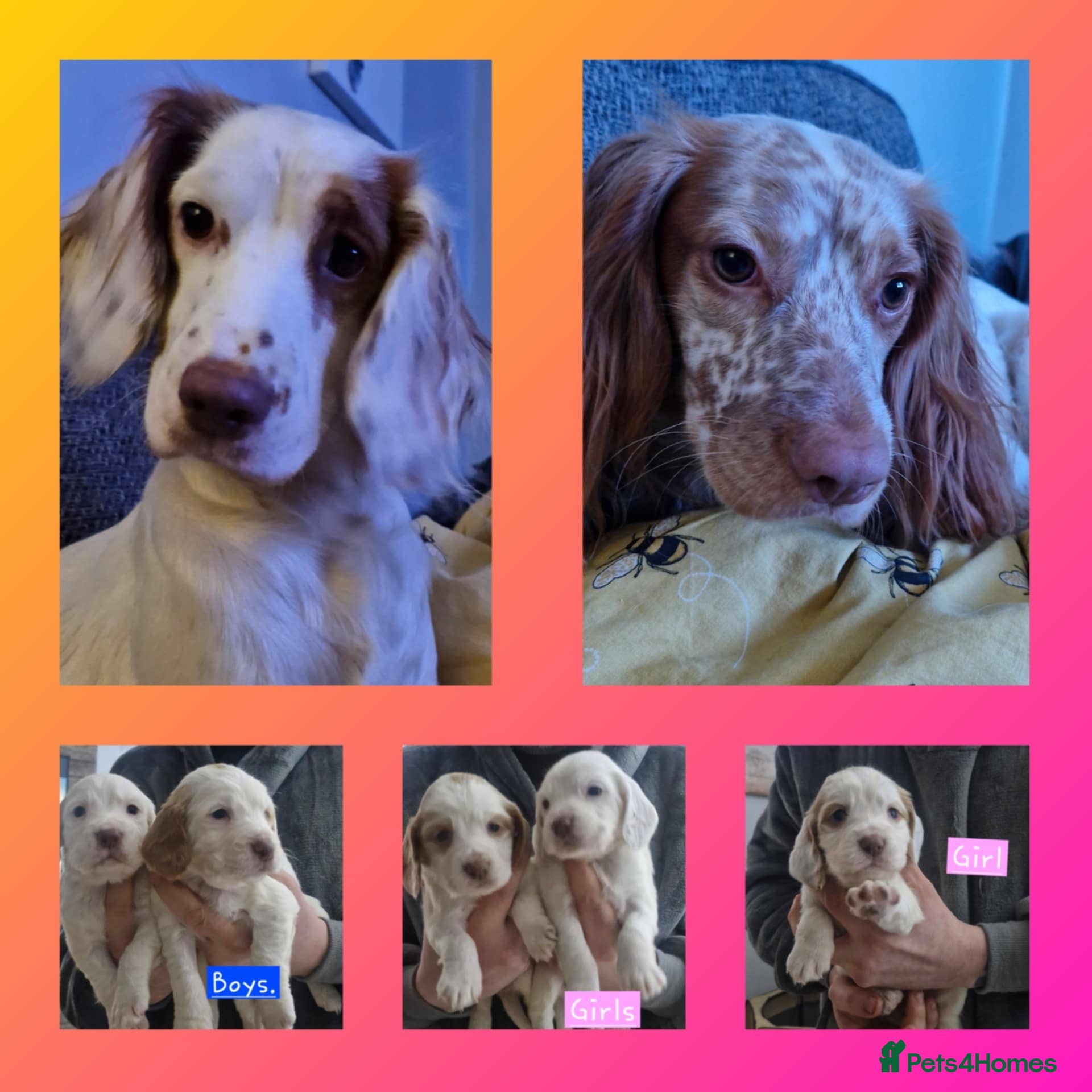 Cocker Spaniel dogs cocker spaniel puppies for sale - Advert 1