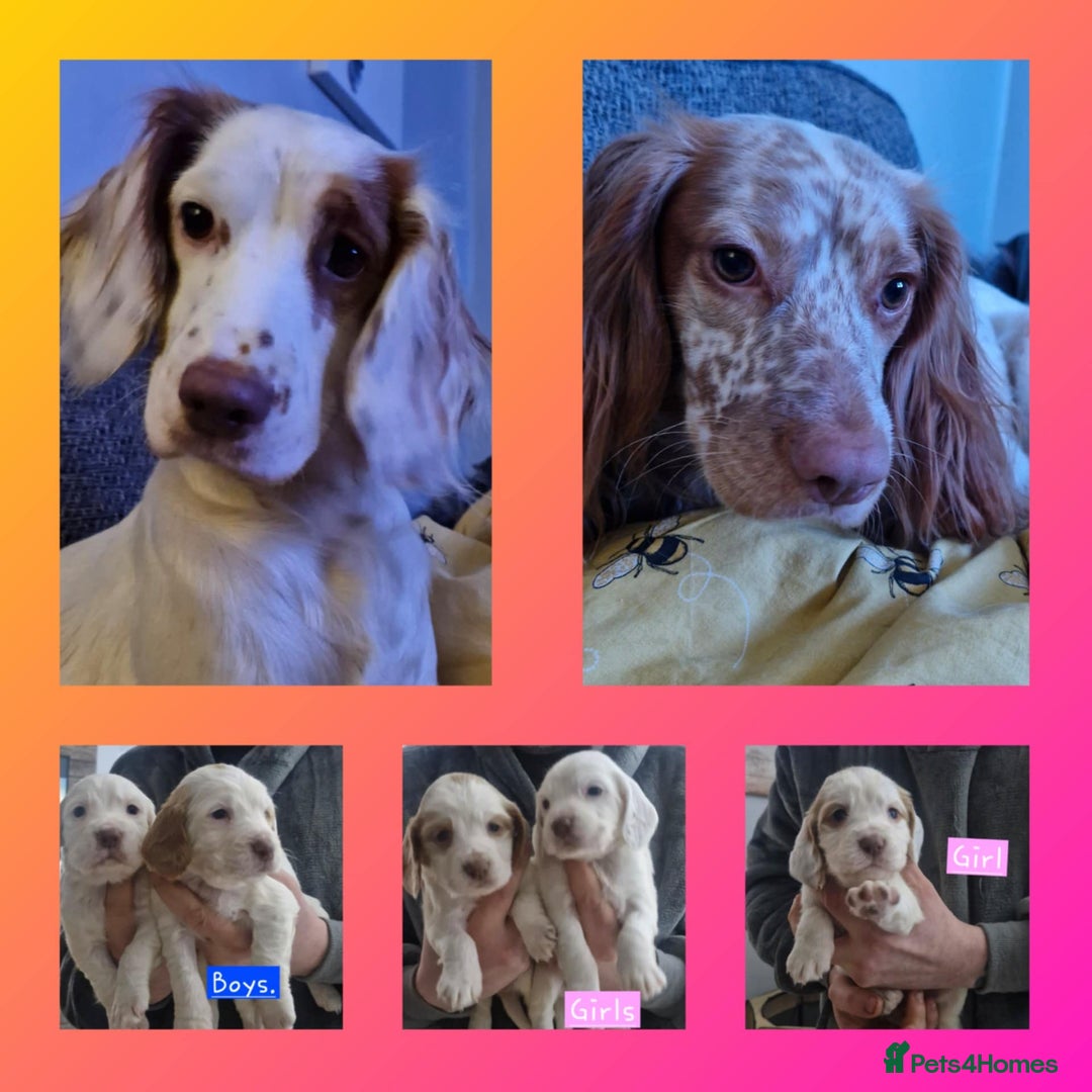 Cocker Spaniel dogs for sale: cocker spaniel puppies for sale - Advert 1