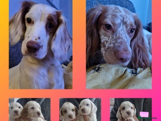 Cocker Spaniel dogs cocker spaniel puppies for sale - Advert 1