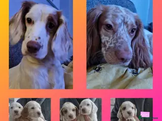 Cocker Spaniel dogs cocker spaniel puppies for sale - Advert 14