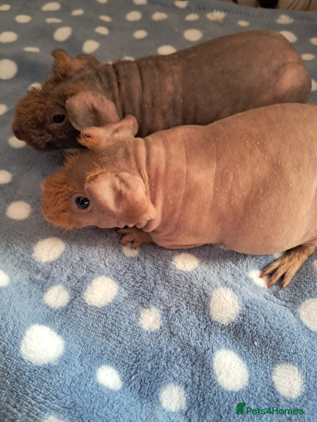 Guinea Pig rodents for sale: BEAUTIFUL SELECTION OF SKINNY PIGS - Advert 5