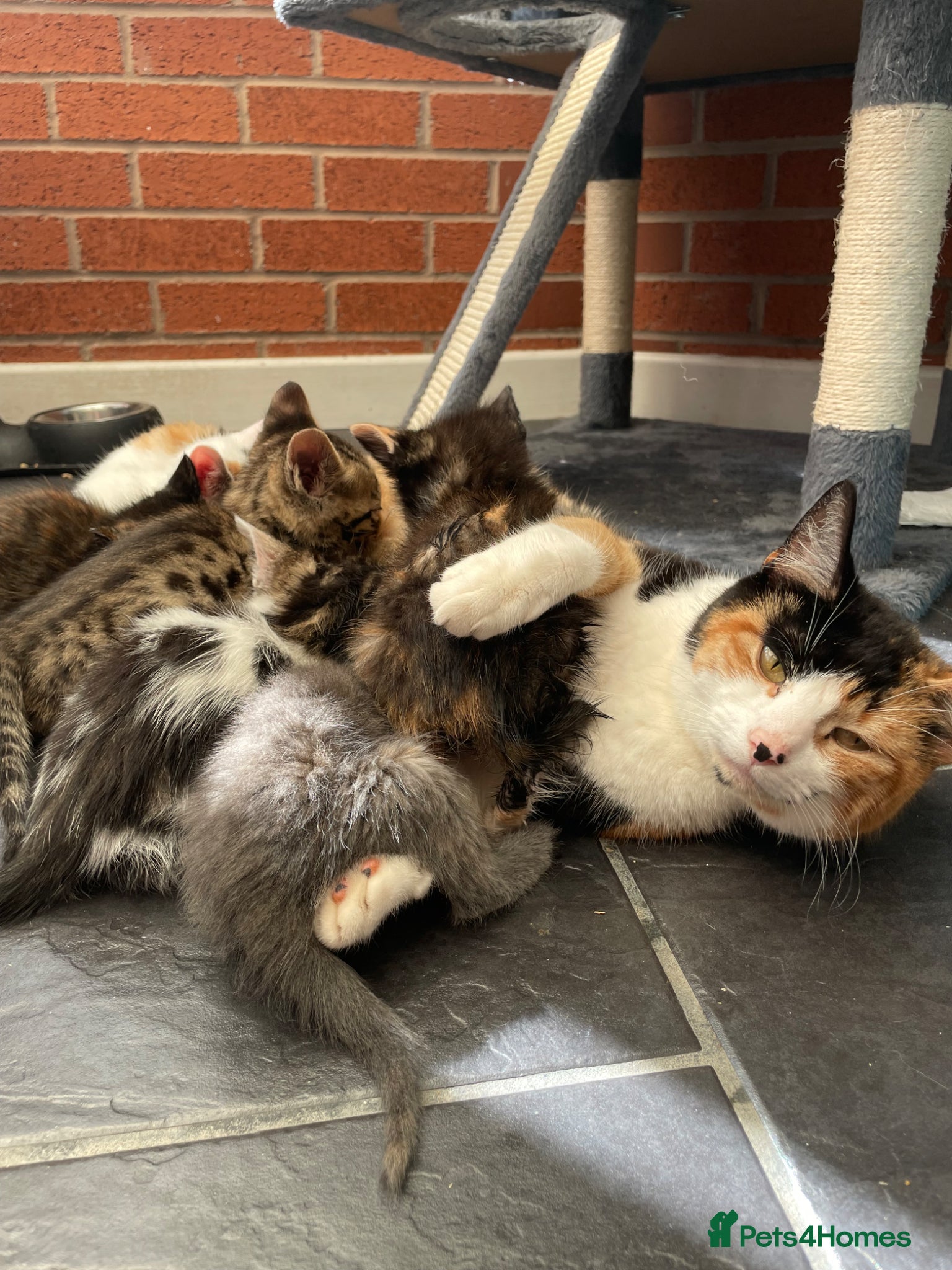 Mixed Breed cats Tabby X Bengal Kittens  - Advert 1