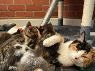 Mixed Breed cats Tabby X Bengal Kittens - Advert 6