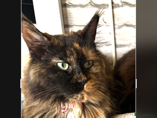 Mixed Breed cats Maincoons x - Advert 1