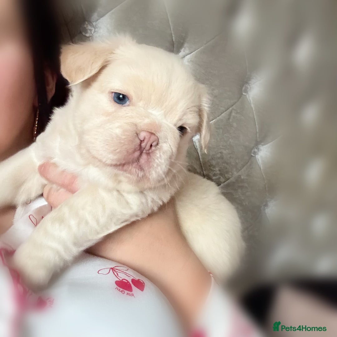 French Bulldog dogs for sale: Male full fluffy French bulldog  - Advert 1