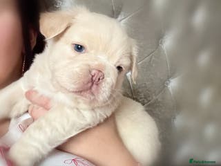 French Bulldog dogs Male full fluffy French bulldog - Advert 1