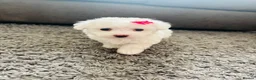 Bichon Frise dogs for sale: BICHON FRISE - GIRL - Advert 9