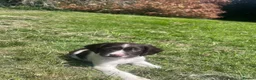 English Springer Spaniel dogs for sale: Gorgeous English Springer Spaniels  - Advert 5