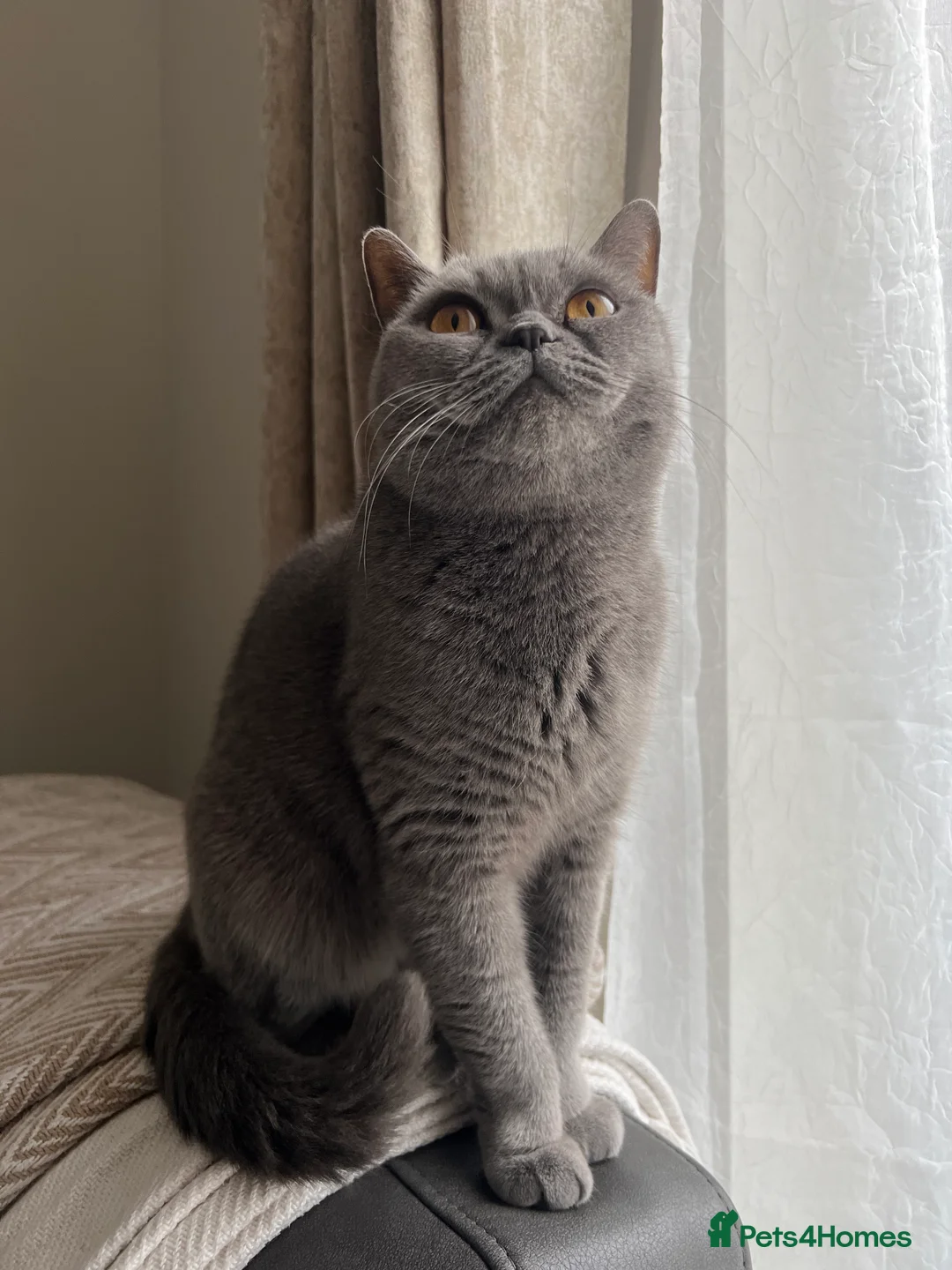 British Shorthair cats for sale: Gorgeous 8 Month Lilac BSH Male Nuetered - Advert 7