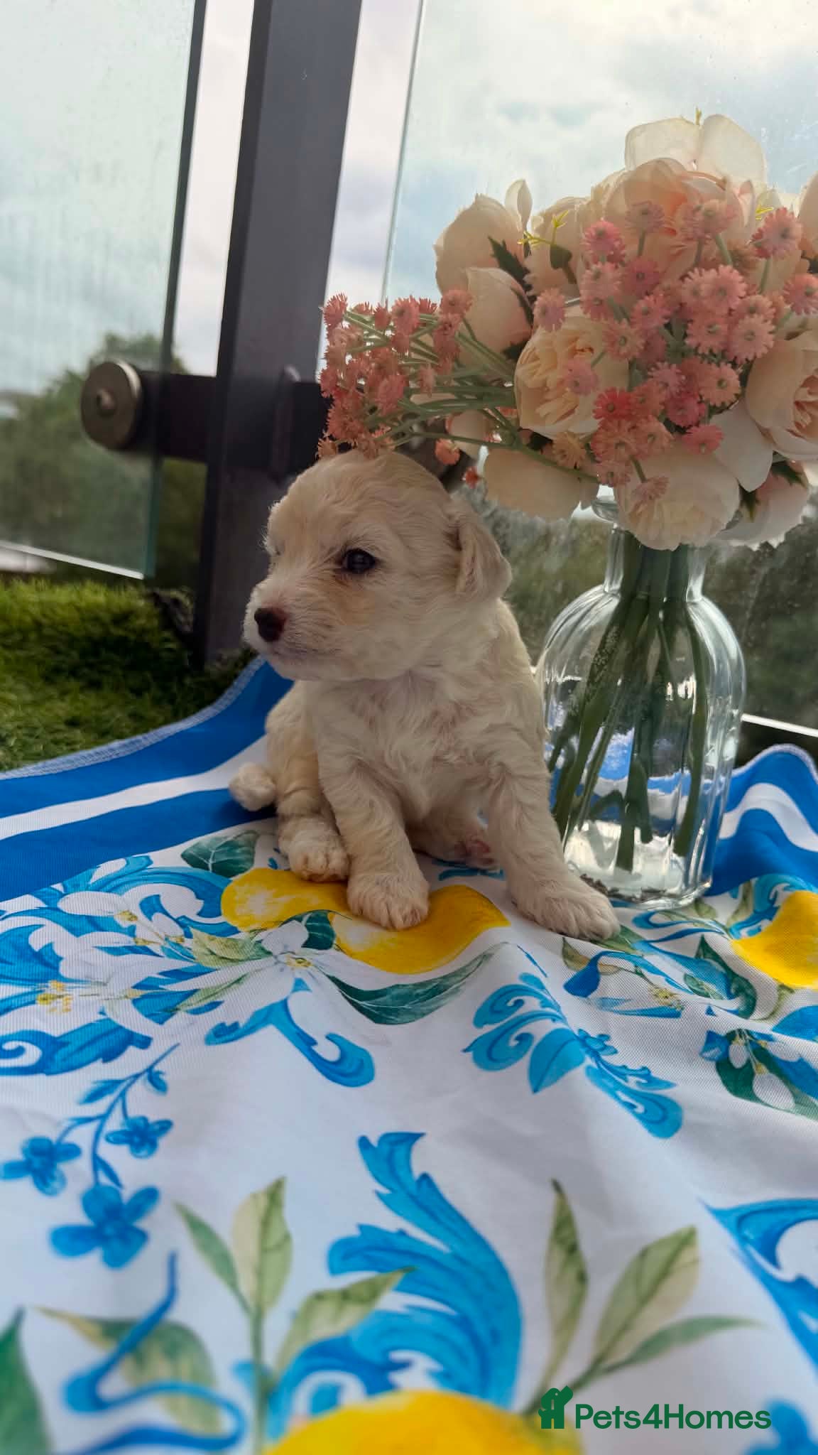 Bichon Frise dogs 4 Beautiful Bichon Frise Boys Ready Soon - Advert 2