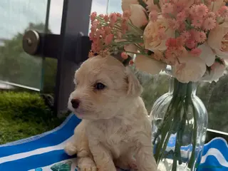 Bichon Frise dogs 4 Beautiful Bichon Frise Boys Ready Soon - Advert 12