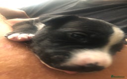 Staffordshire Bull Terrier dogs for sale: For sale staffy female  - Image 3