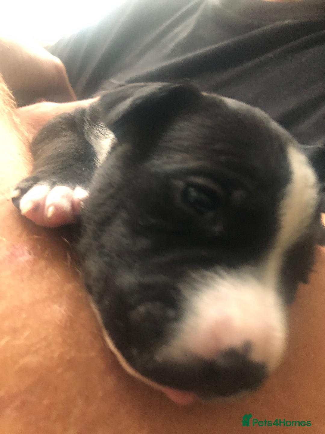 Staffordshire Bull Terrier dogs for sale: For sale staffy female  - Image 3