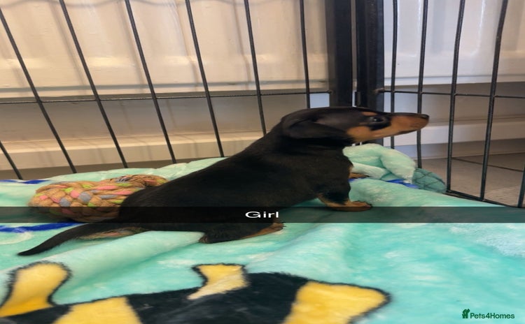 Miniature Pinscher dogs - Advert 1