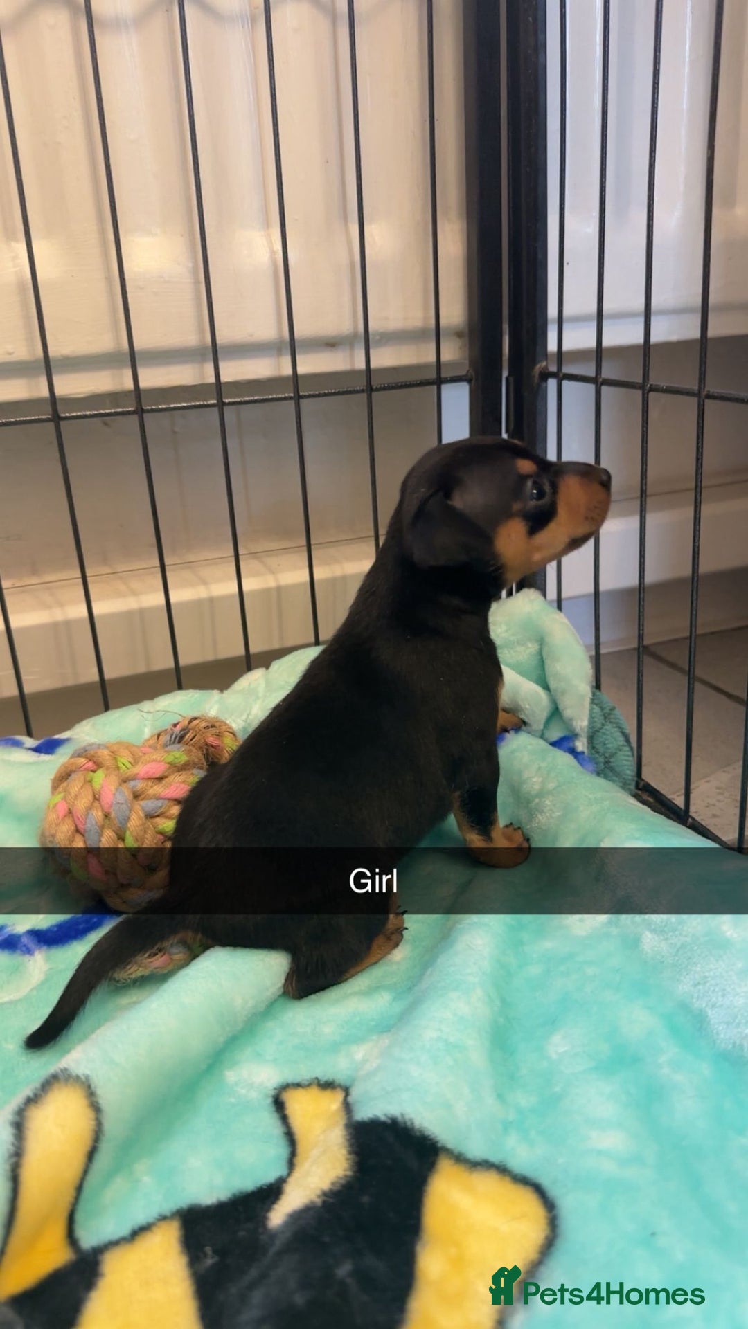 Miniature Pinscher dogs for sale: Black and tan mini pins  - Image 1
