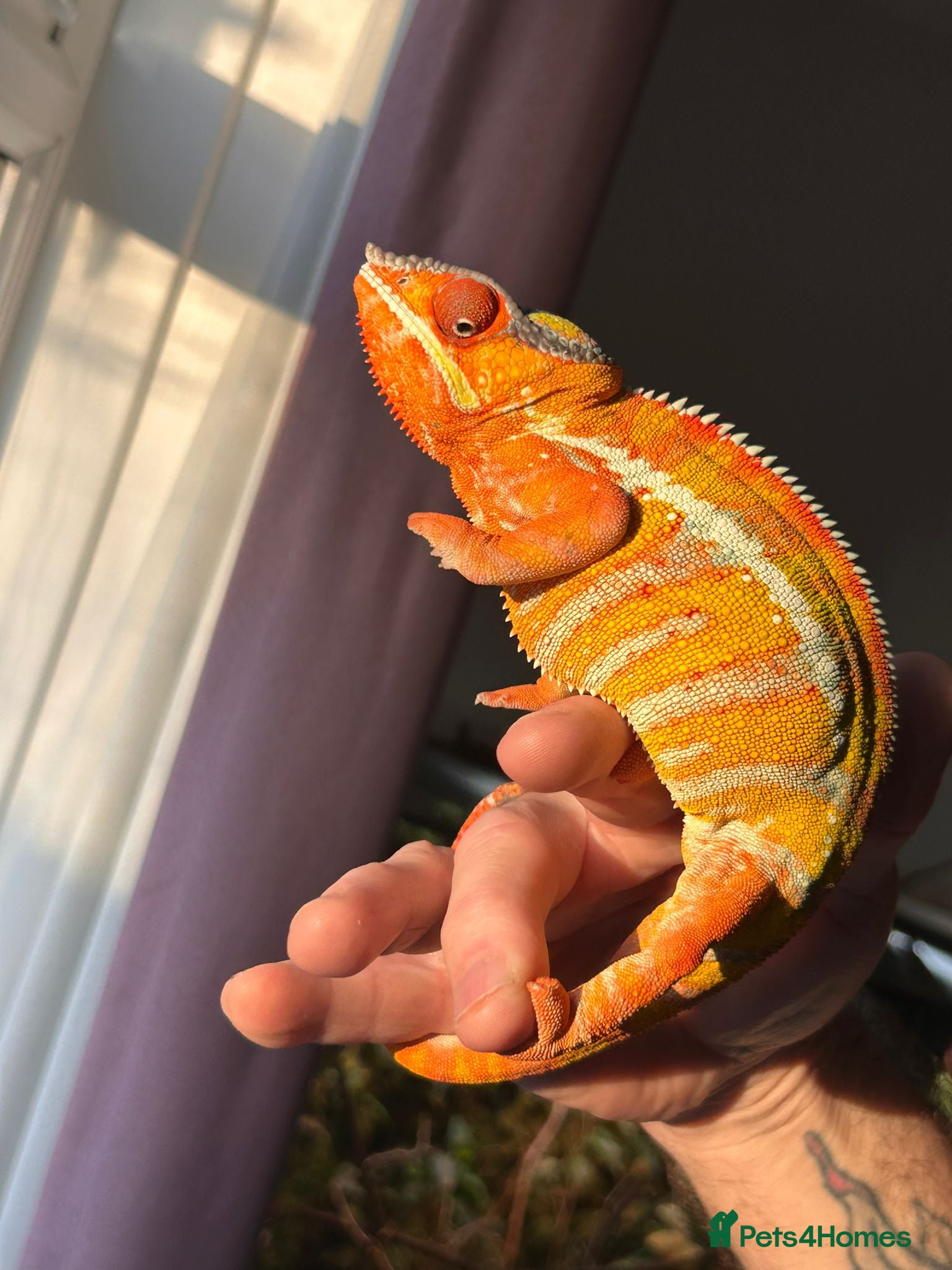 Chameleon reptiles Male blue bar panther Chameleon called TANGO - Advert 4