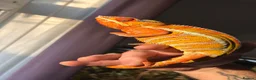 Chameleon reptiles for sale: Male blue bar - Advert 5