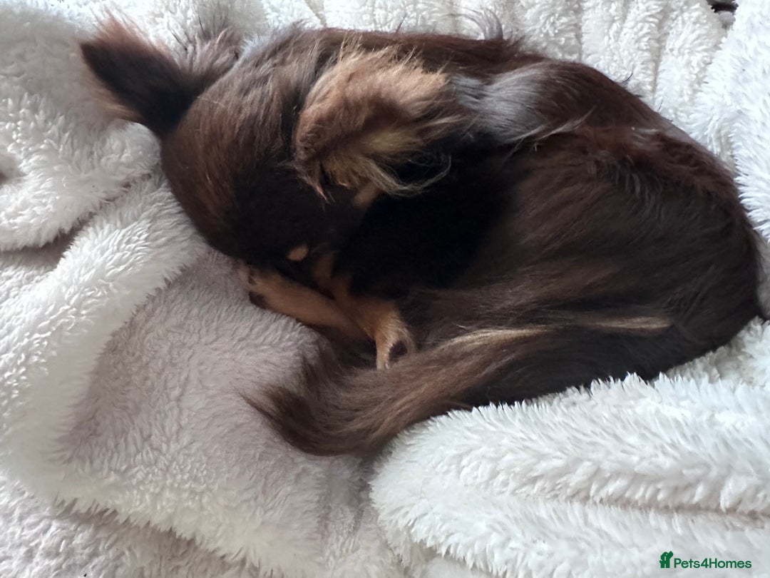 Chihuahua dogs for sale: Cuddly boy - Advert 3