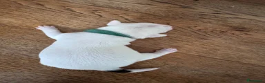 Jack Russell 1