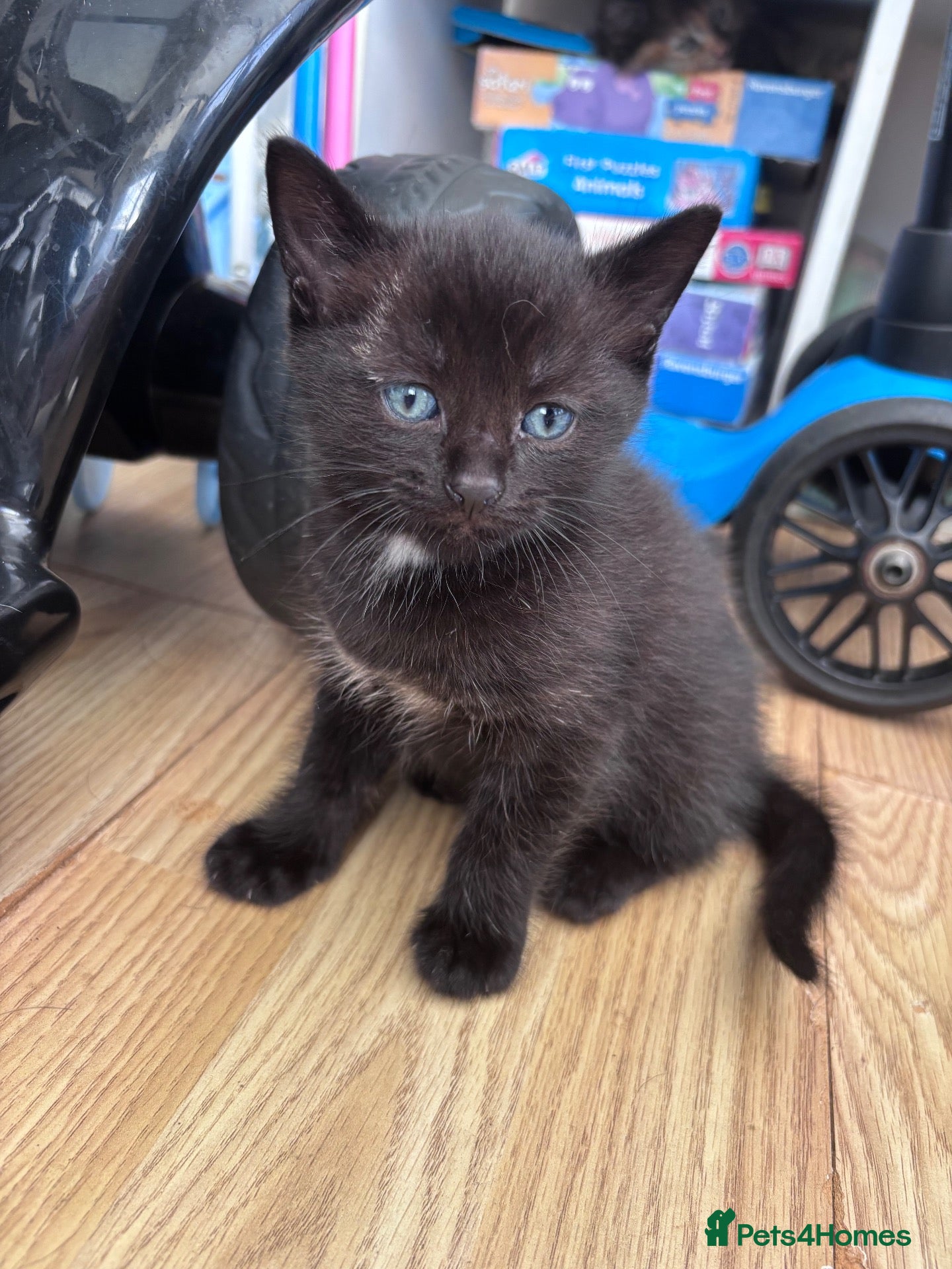 Mixed Breed cats Beautiful fluffy kittens - Advert 17