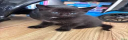 Mixed Breed cats for sale: Beautiful fluffy kittens - Advert 5