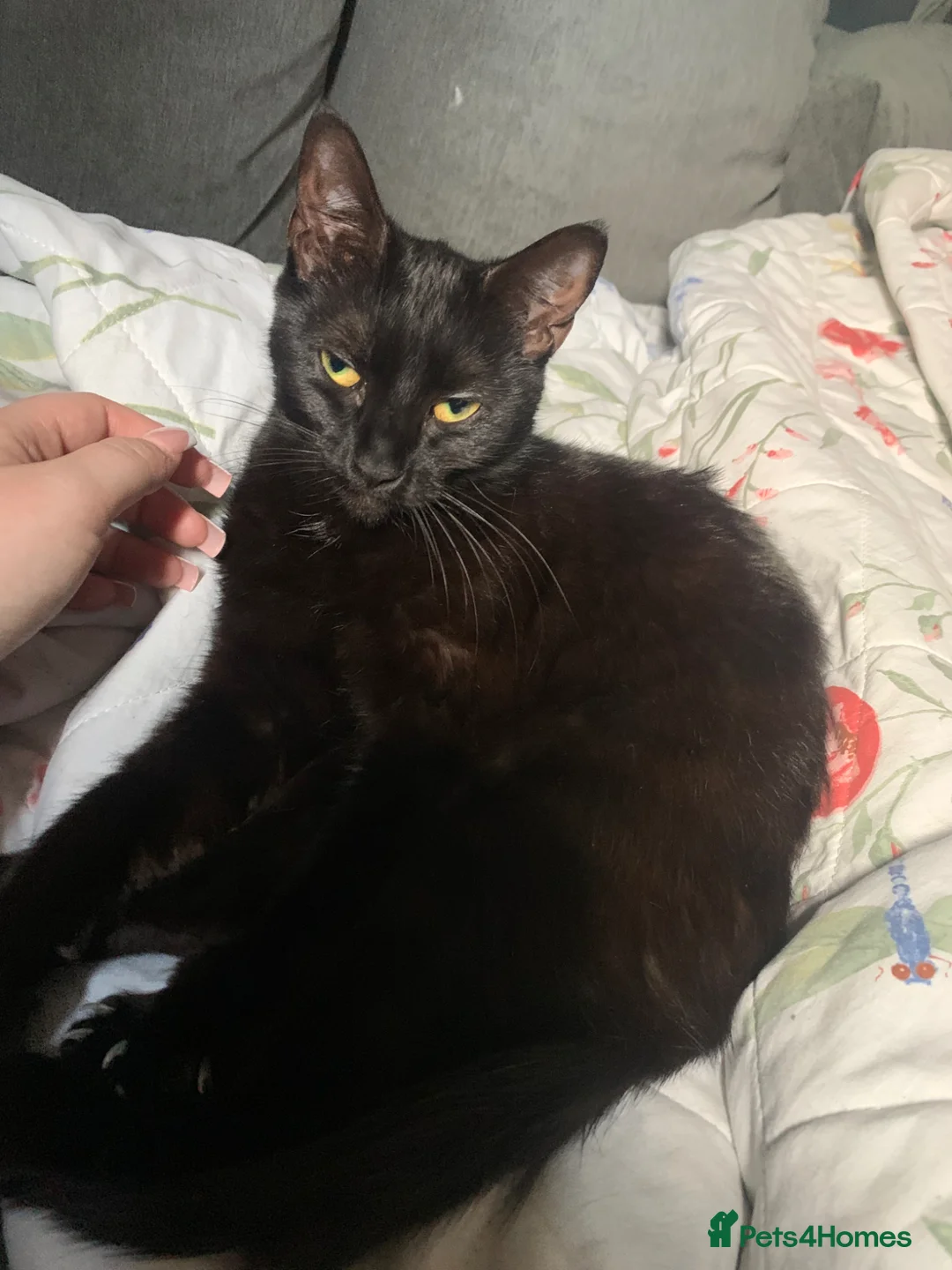 Mixed Breed cats for sale: 6 beautiful kittens for sale  in Wakefield - Advert 9