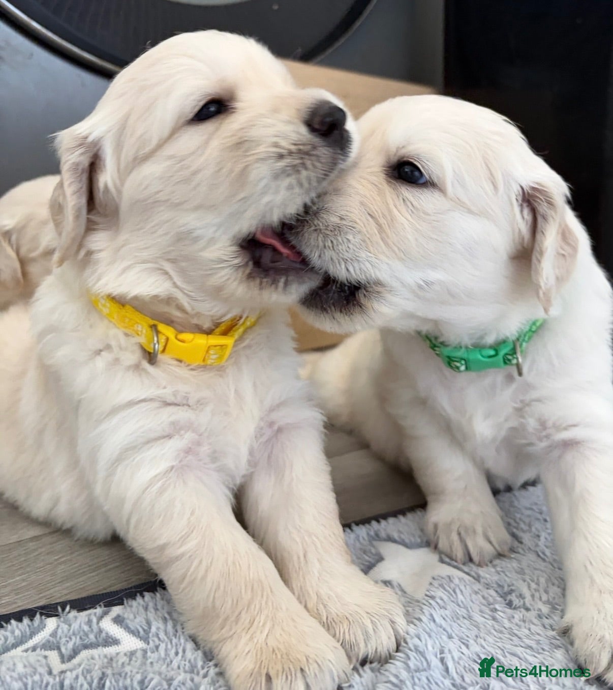 Golden Retriever dogs BEAUTIFUL KC REG SHOWLINE GOLDEN RETRIEVER PUPPIES - Advert 17