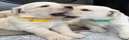 Golden Retriever dogs for sale: BEAUTIFUL KC REG SHOWLINE GOLDEN RETRIEVER PUPPIES - Advert 14