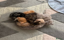 Maine Coon cats for sale: 7 Maine Coon x Bengal kittens - Image 15