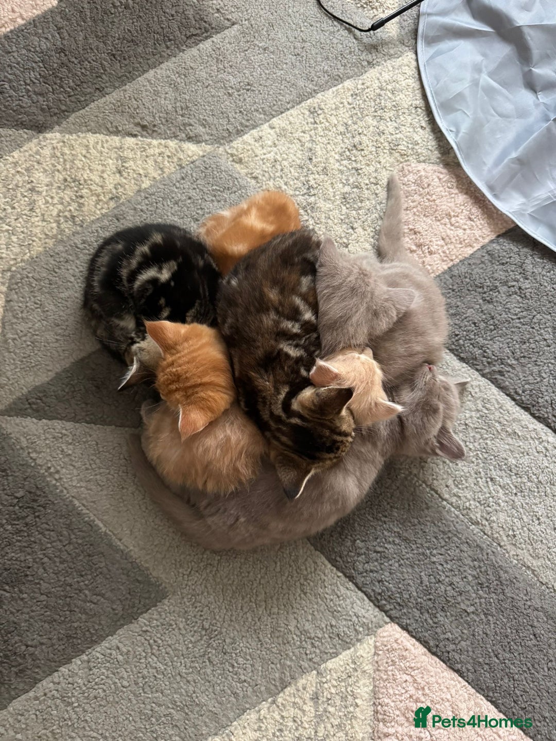 Maine Coon cats for sale: 7 Maine Coon x Bengal kittens - Image 15