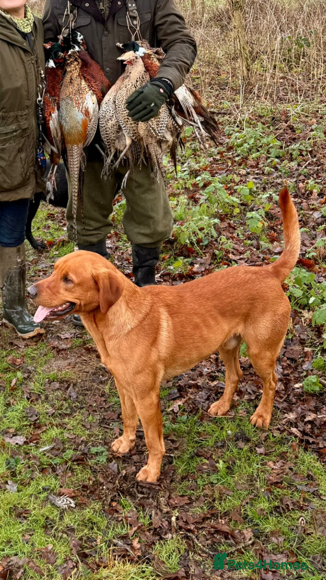 Labrador Retriever dogs for stud: At stud dark yellow /red Labrador  in St Albans - Advert 3