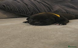 Staffordshire Bull Terrier dogs for sale:  STAFFORDSHIRE BULL TERRIERS PUPS  - Image 12