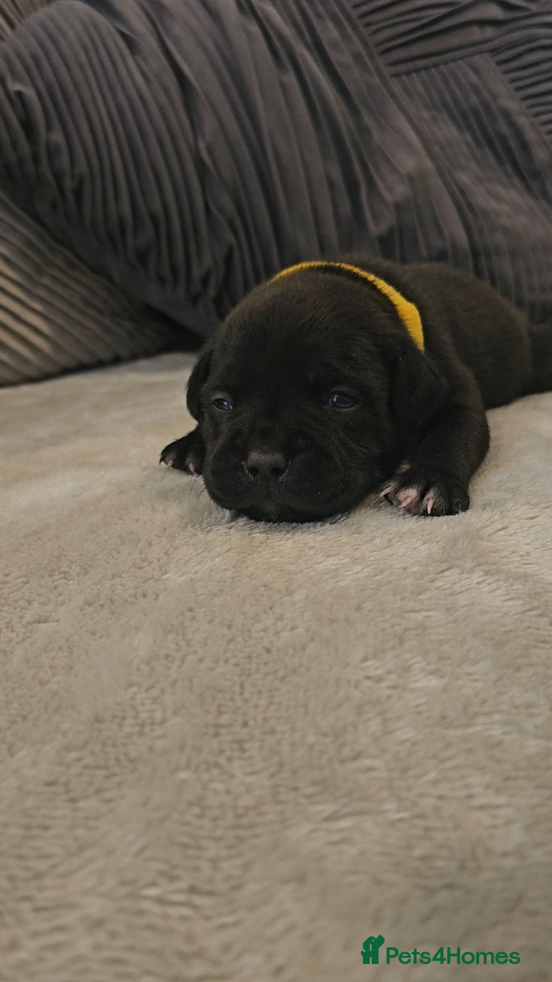 Staffordshire Bull Terrier dogs for sale:  STAFFORDSHIRE BULL TERRIERS PUPS  - Image 12