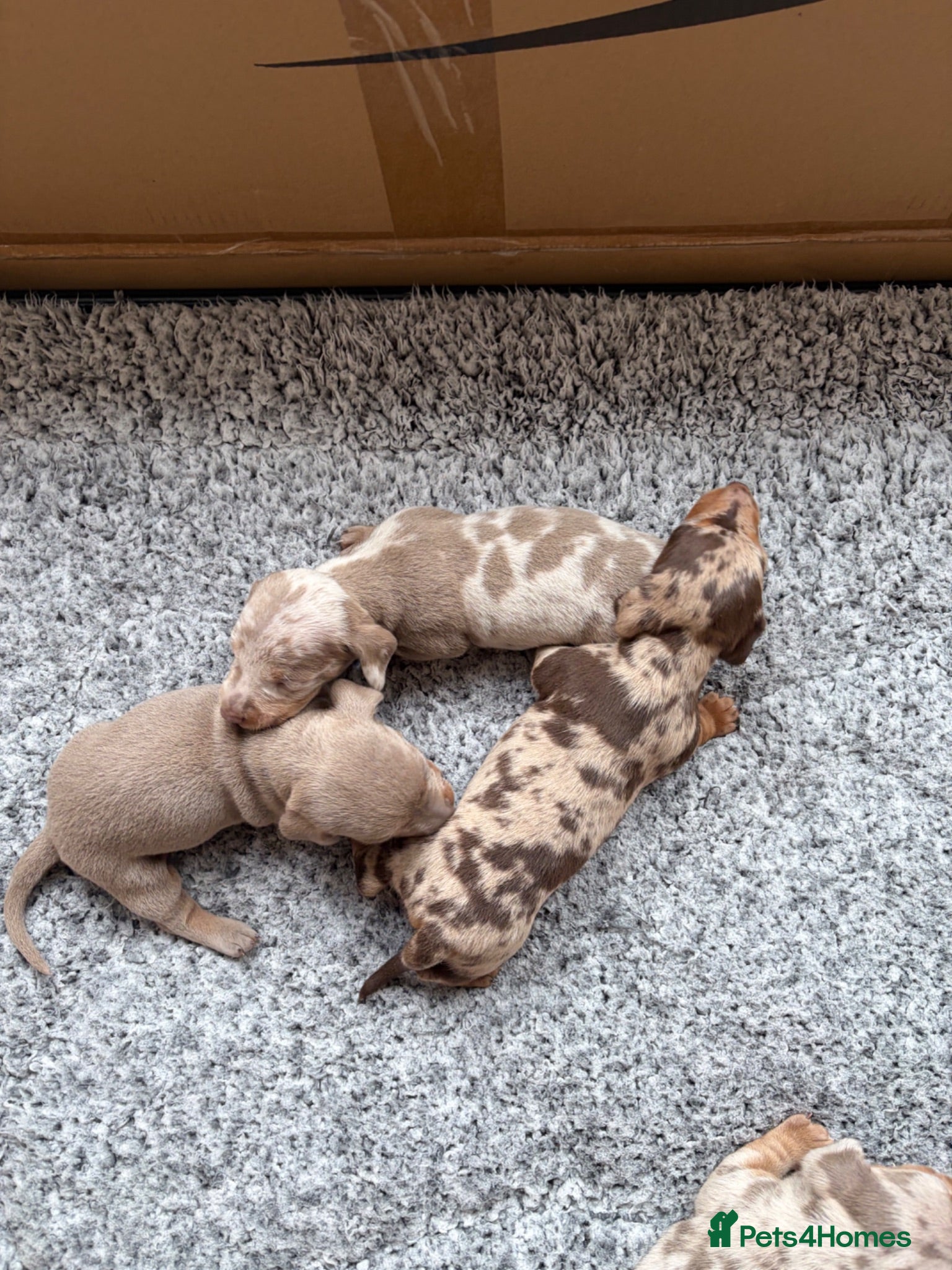 Miniature Dachshund dogs Rainbow minture dachshunds  - Advert 3