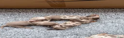 Miniature Dachshund dogs for sale: Rainbow minture dachshunds  - Advert 1