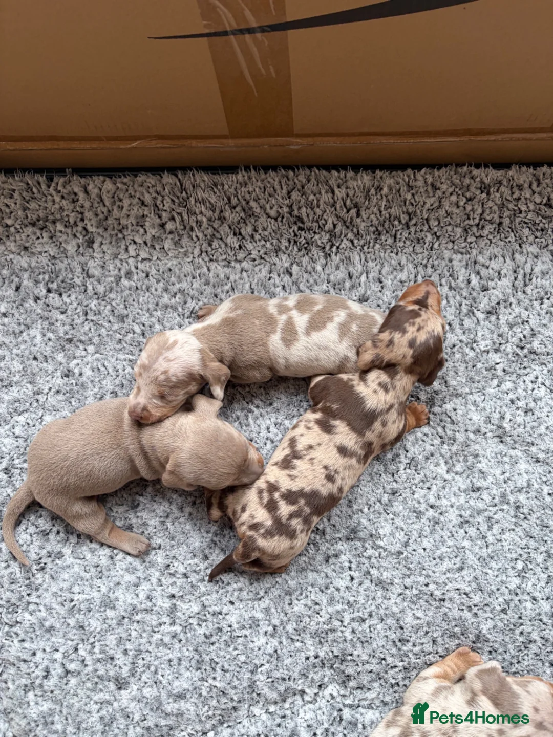 Miniature Dachshund dogs for sale: Rainbow minture dachshunds  - Advert 1