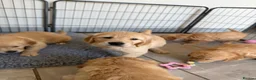 Golden Retriever dogs for sale: Beautiful KC Golden Retrievers  - Advert 2