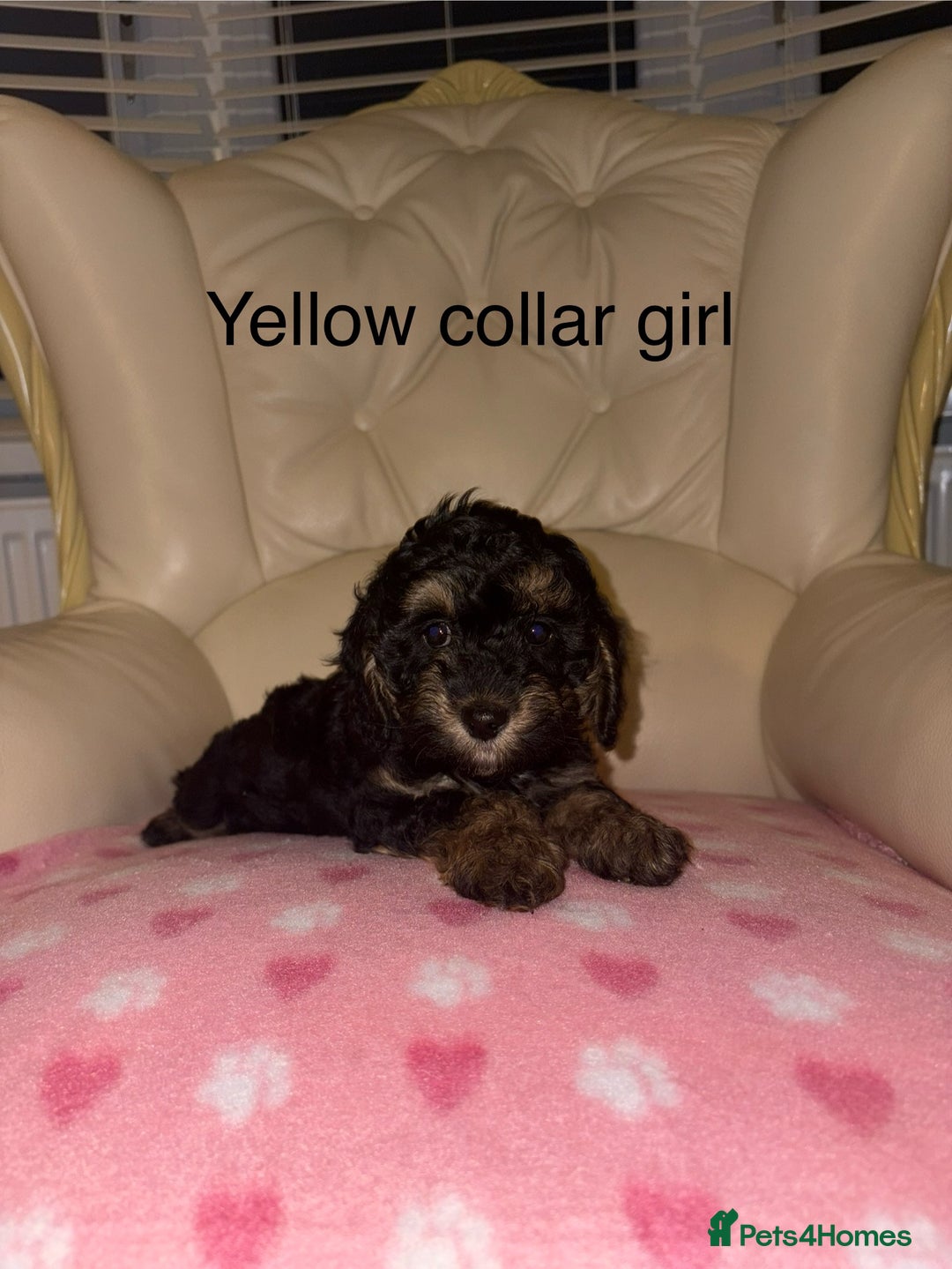 Cavapoo dogs for sale: Beautiful Cavapoo F1BB Puppies - Image 13